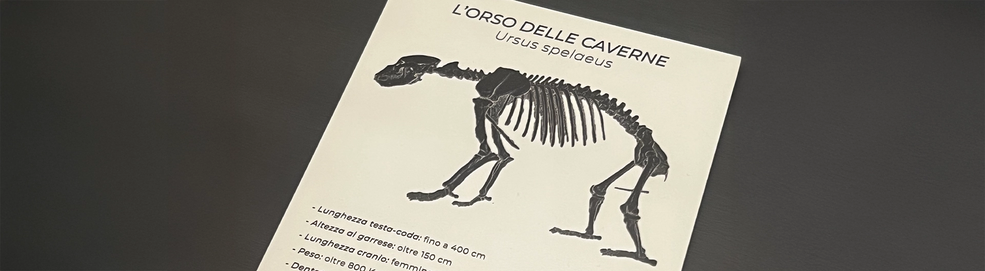 orso-delle-caverne-a-prevalle-con-zanaglio Orso delle caverne a Prevalle con Zanaglio